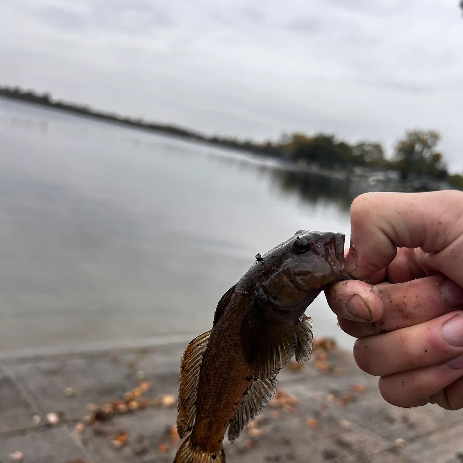 Round goby caught on Fishbrain