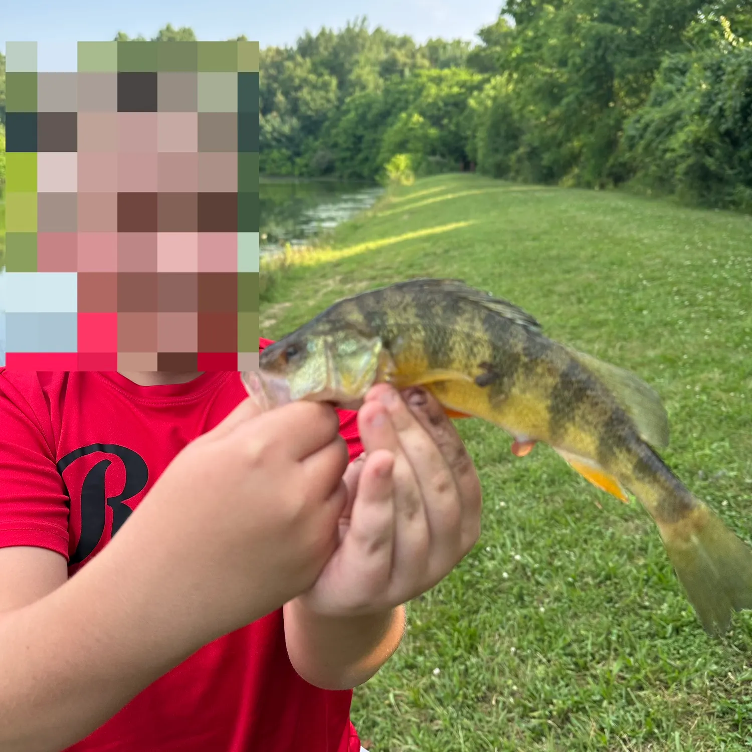 Yellow perch caught on Fishbrain