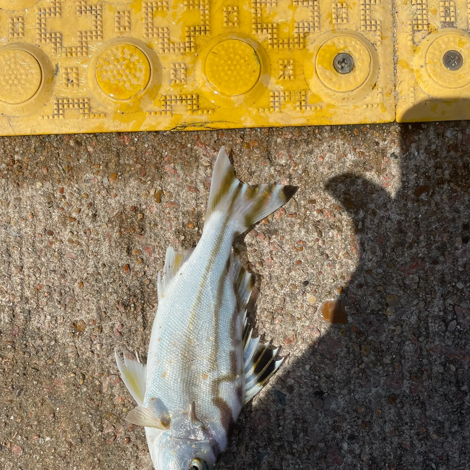 Fish caught on Fishbrain