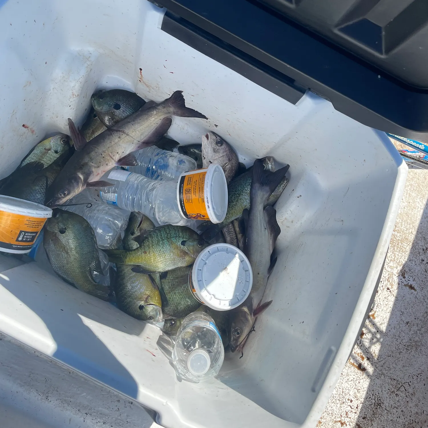 Channel catfish caught on Fishbrain