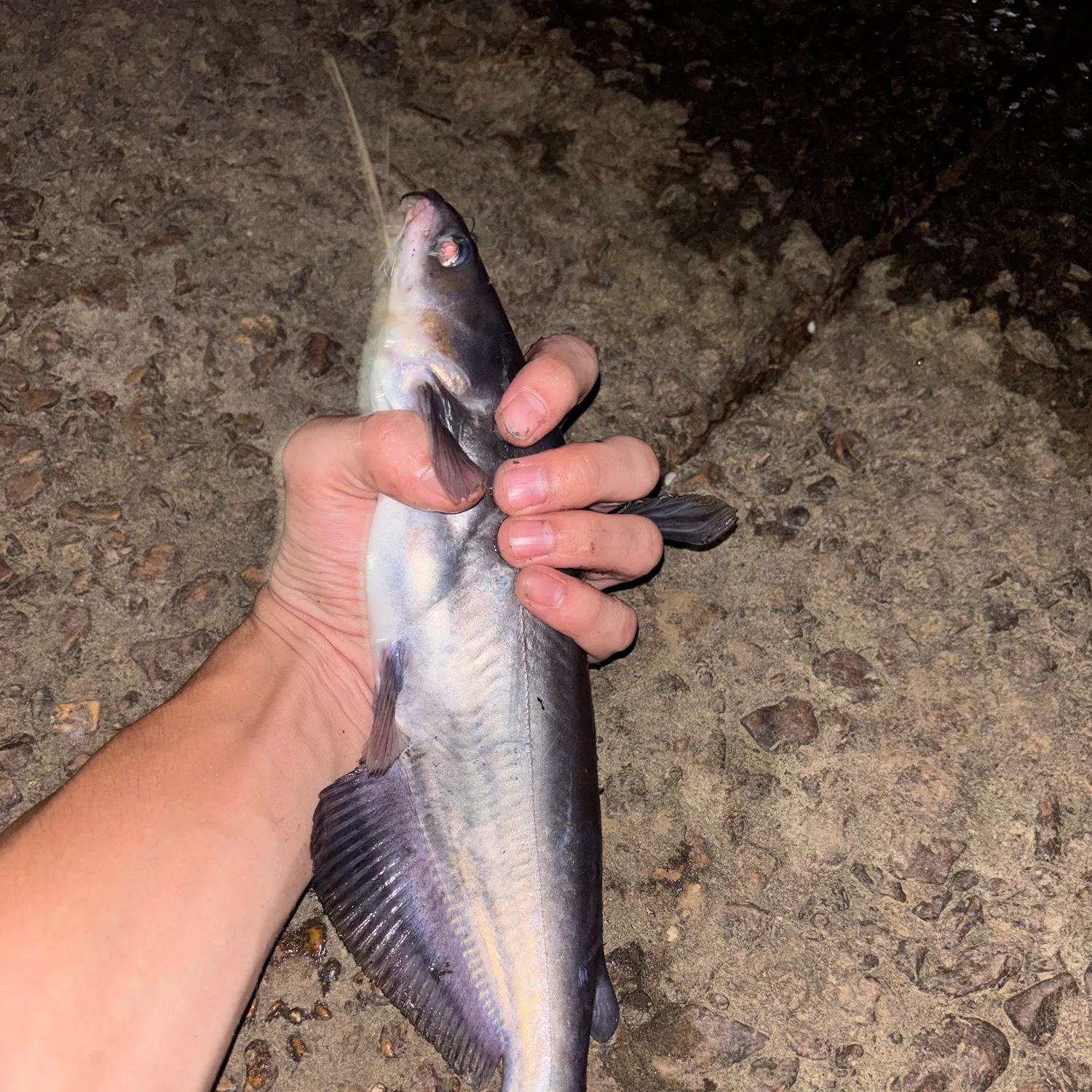 Blue catfish caught on Fishbrain
