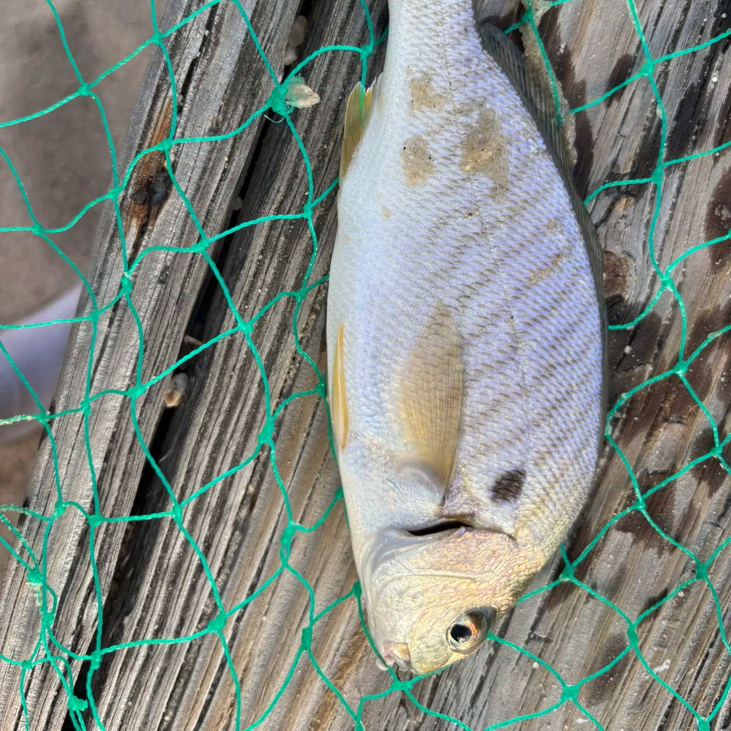 Spot croaker caught on Fishbrain