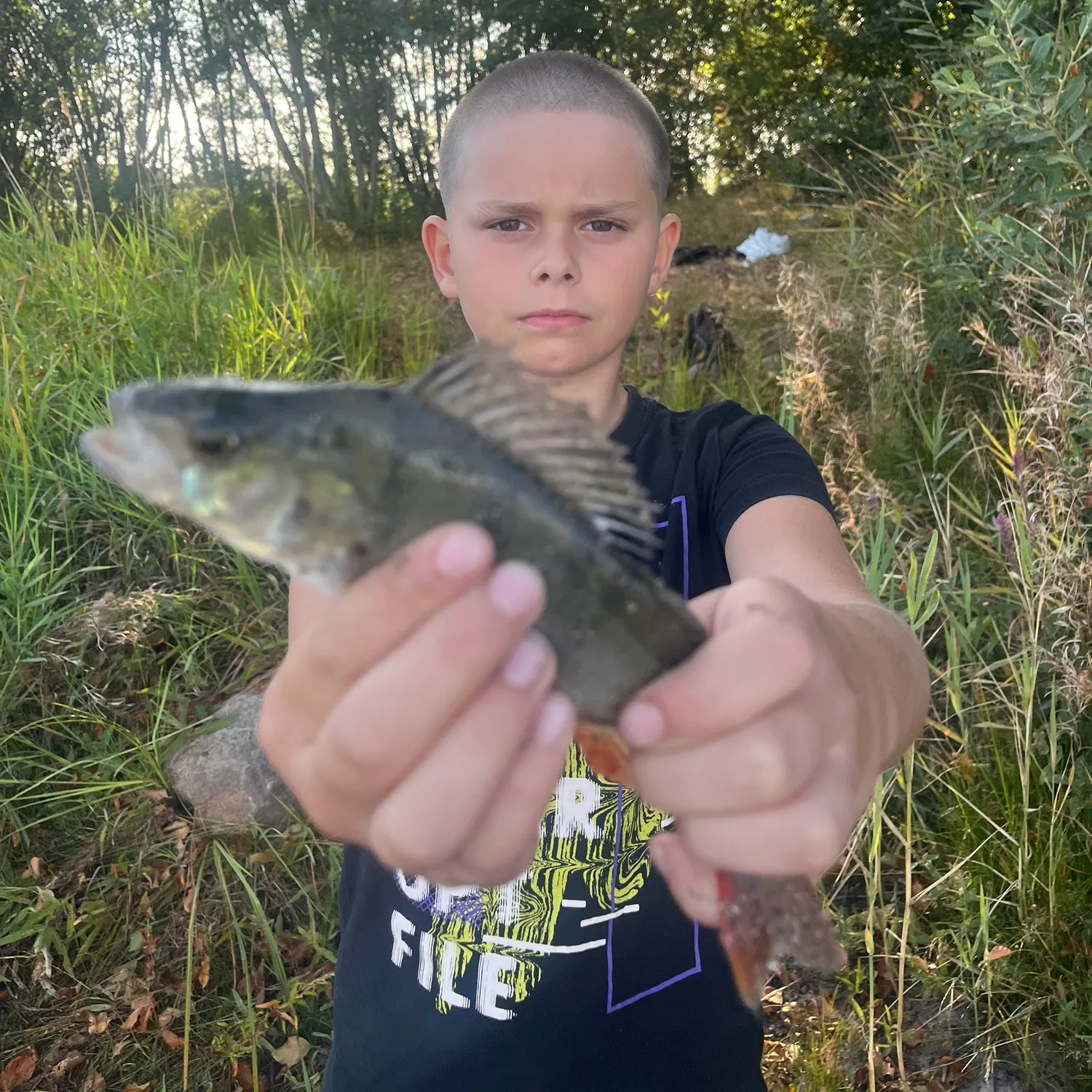 European perch caught on Fishbrain