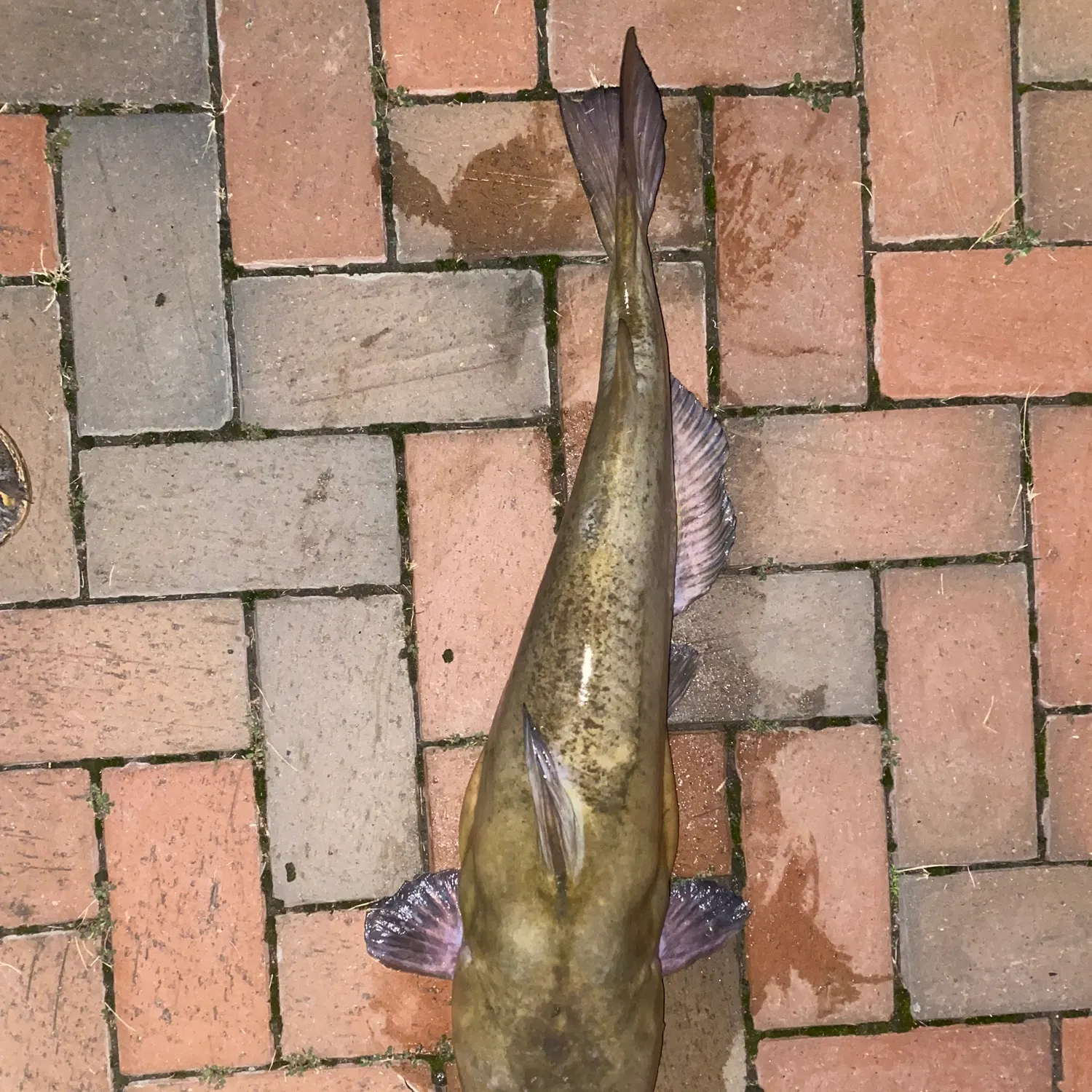 Flathead catfish caught on Fishbrain