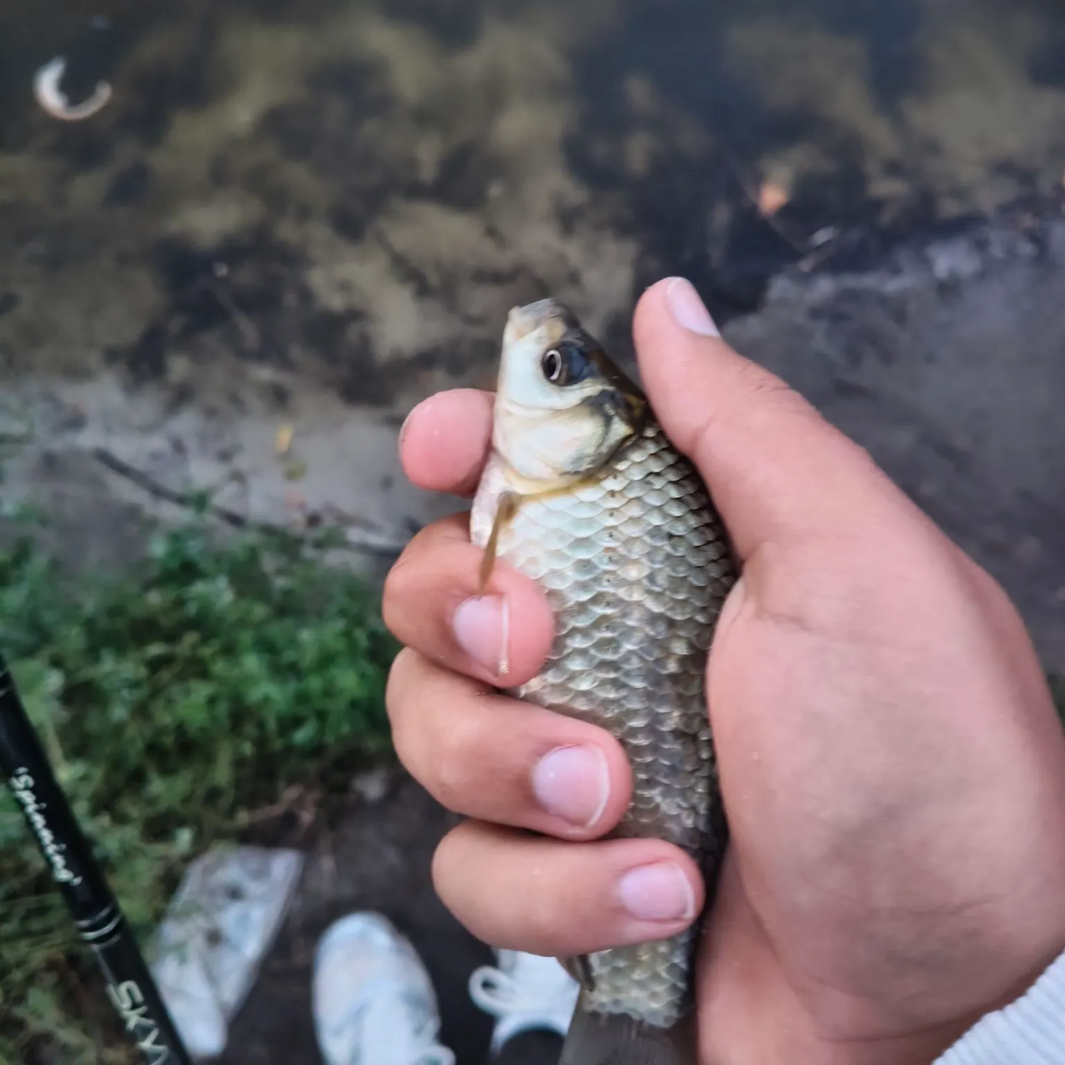 Prussian carp caught on Fishbrain