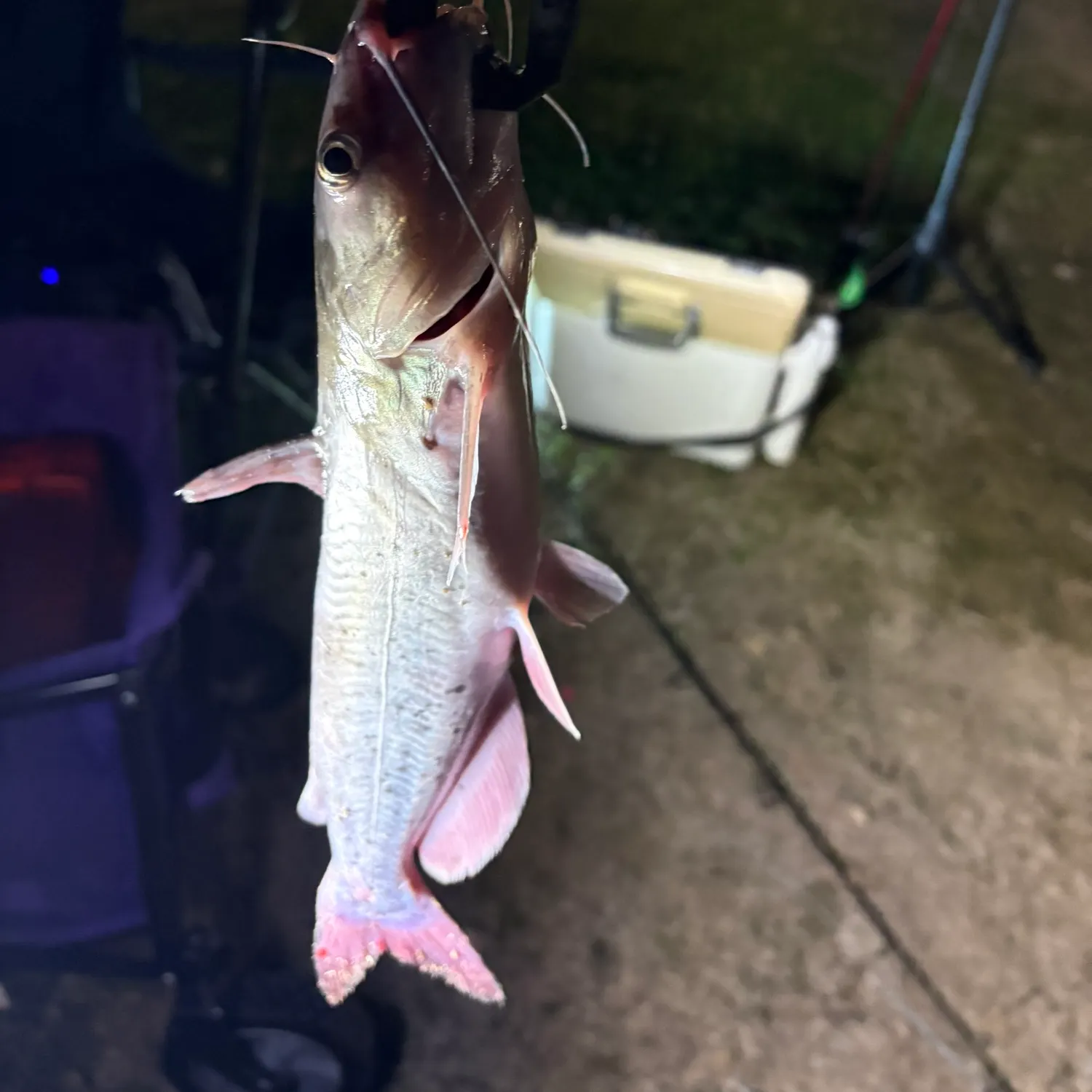 Channel catfish caught on Fishbrain