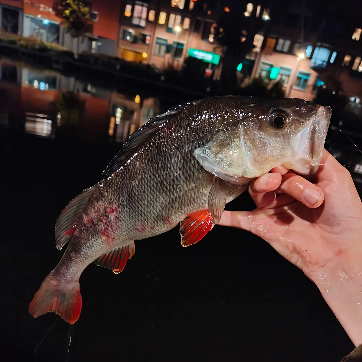 European perch caught on Fishbrain