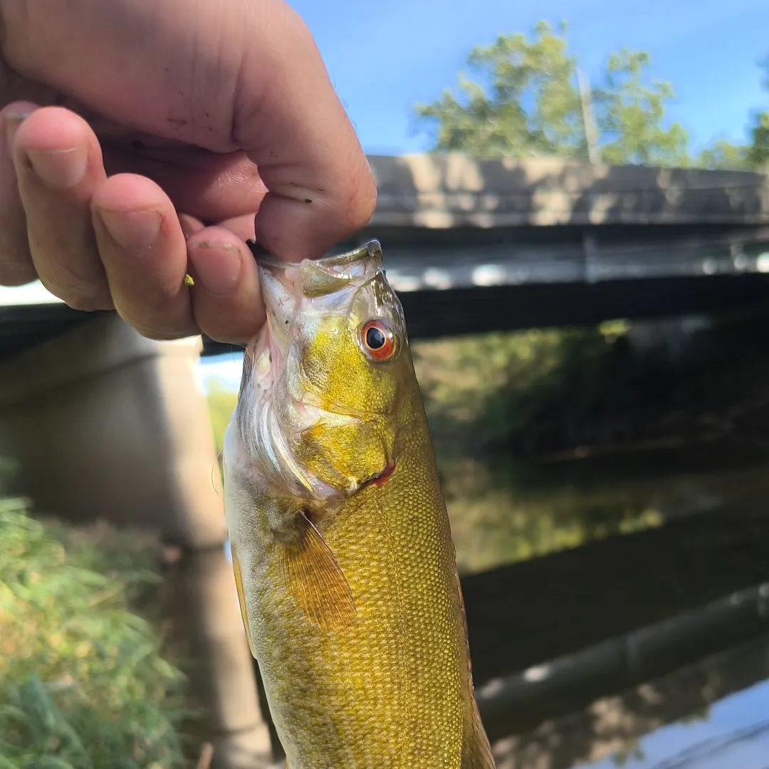Smallmouth bass caught on Fishbrain