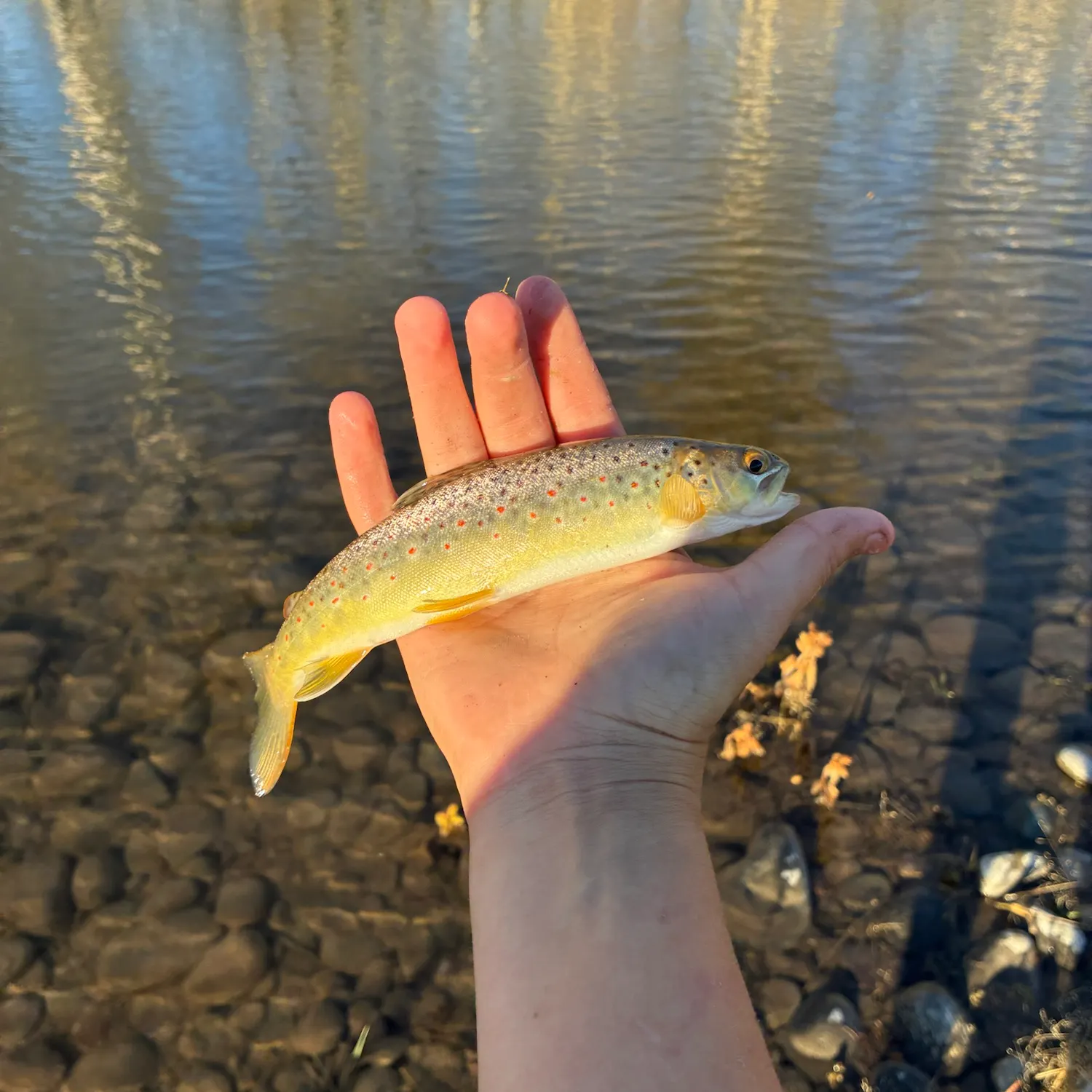 Brown trout caught on Fishbrain
