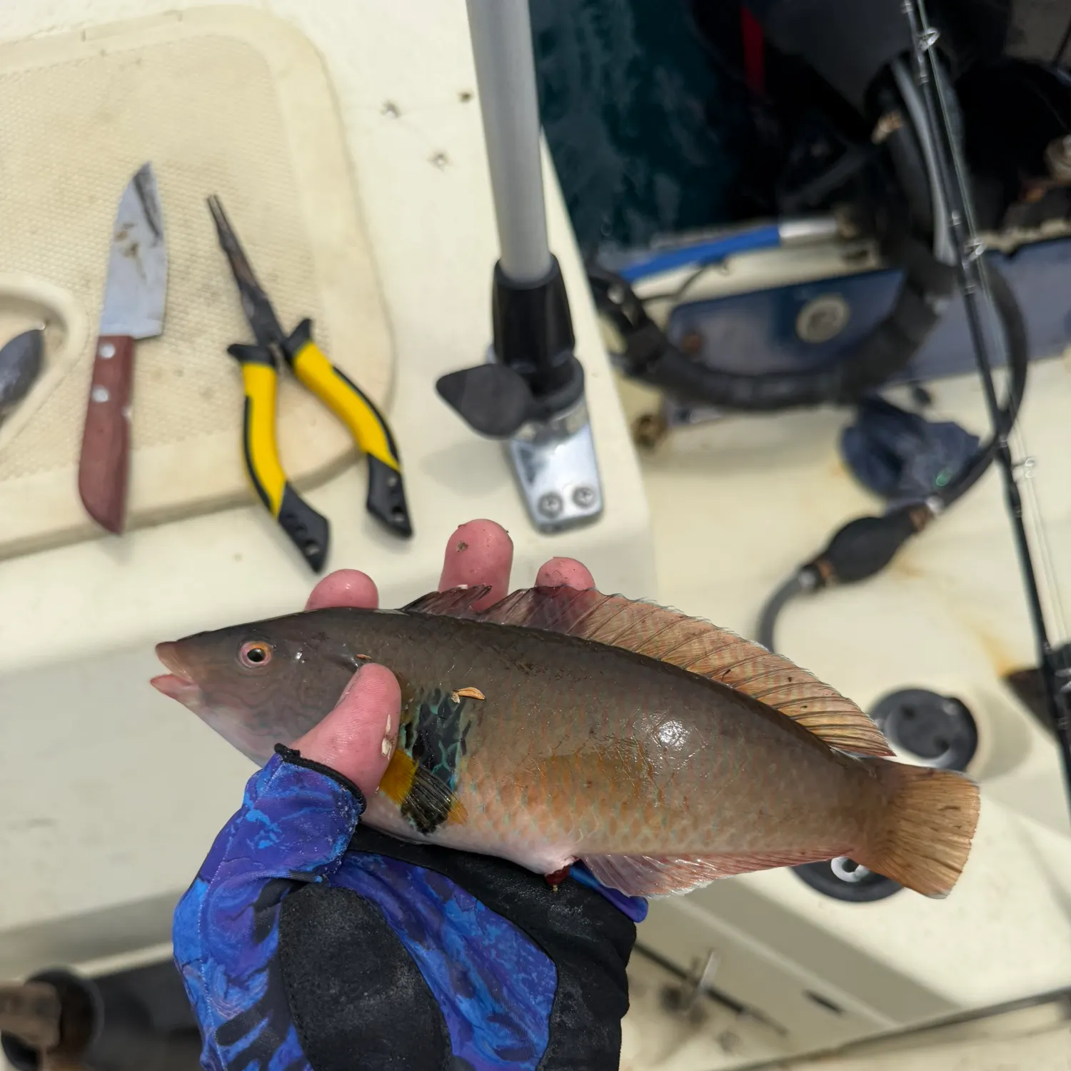 The most recent Rock wrasse catches on Fishbrain