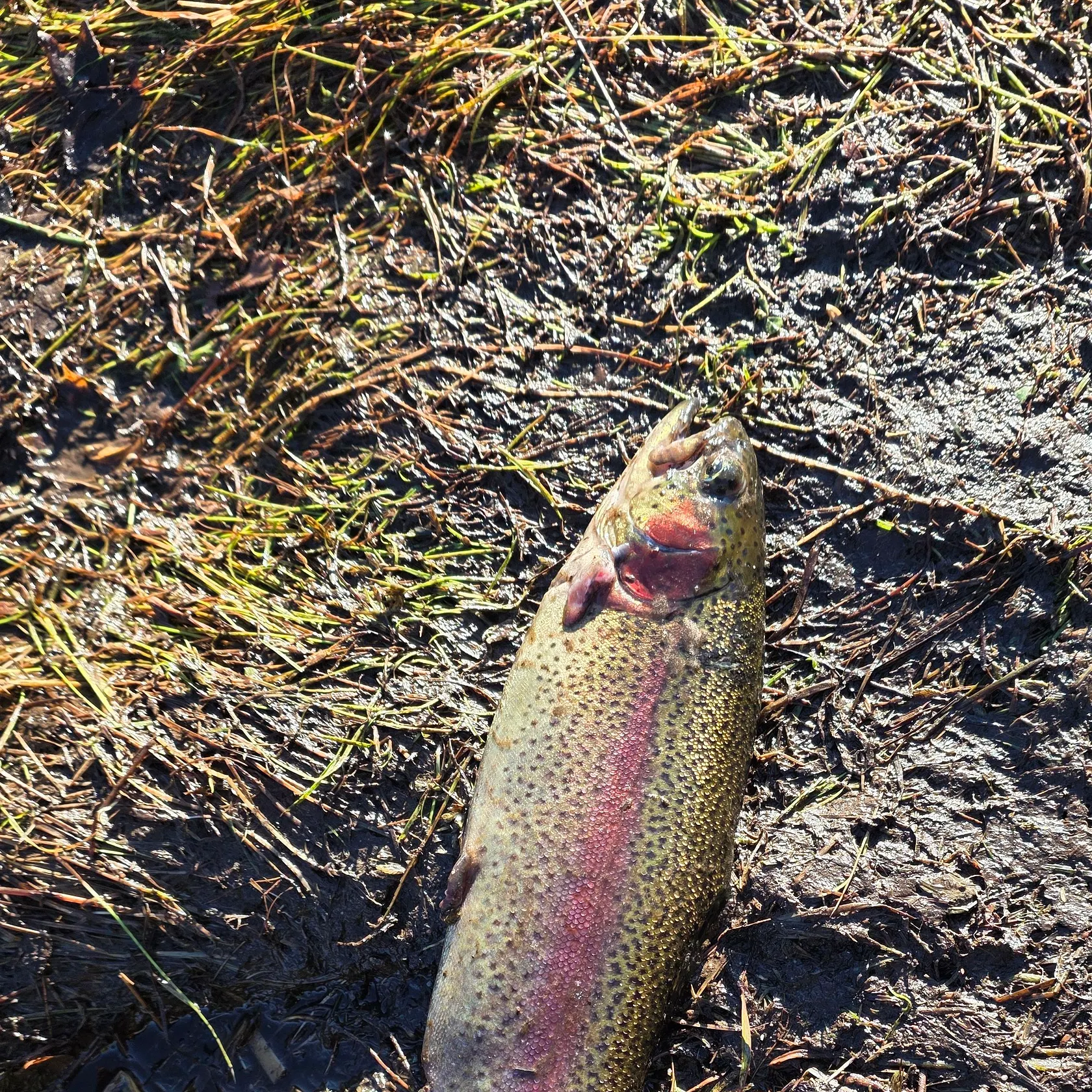 Rainbow trout caught on Fishbrain