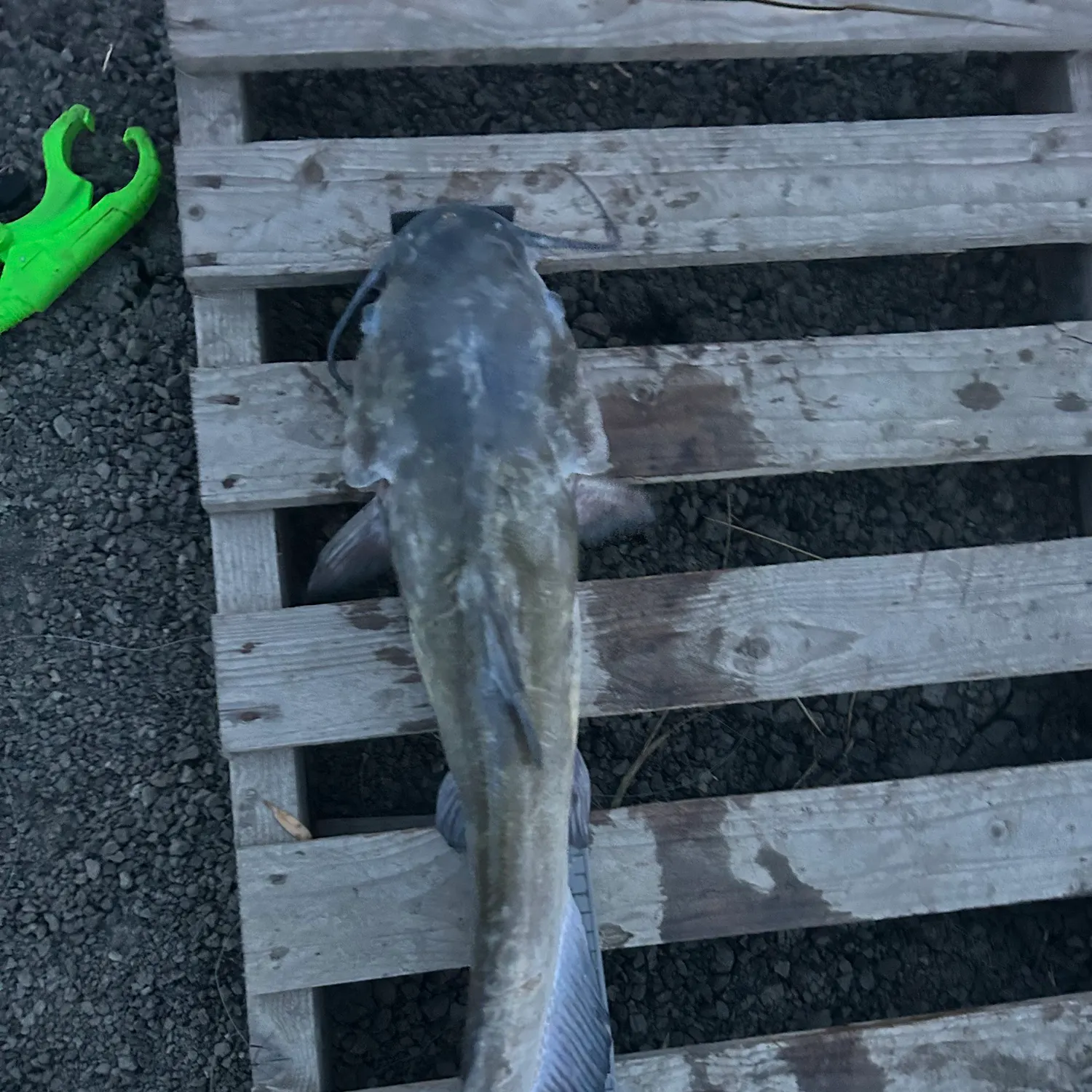 Channel catfish caught on Fishbrain