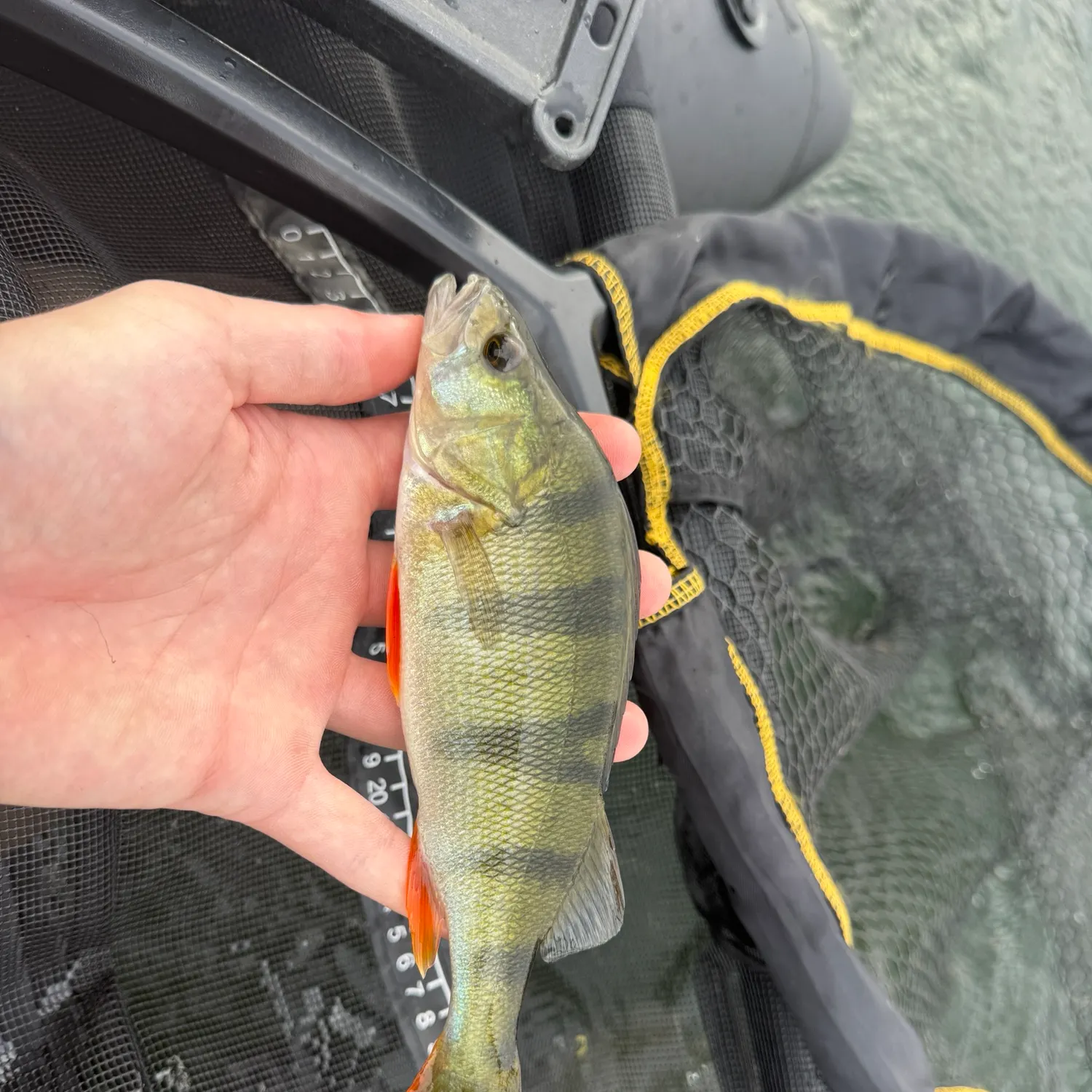 European perch caught on Fishbrain