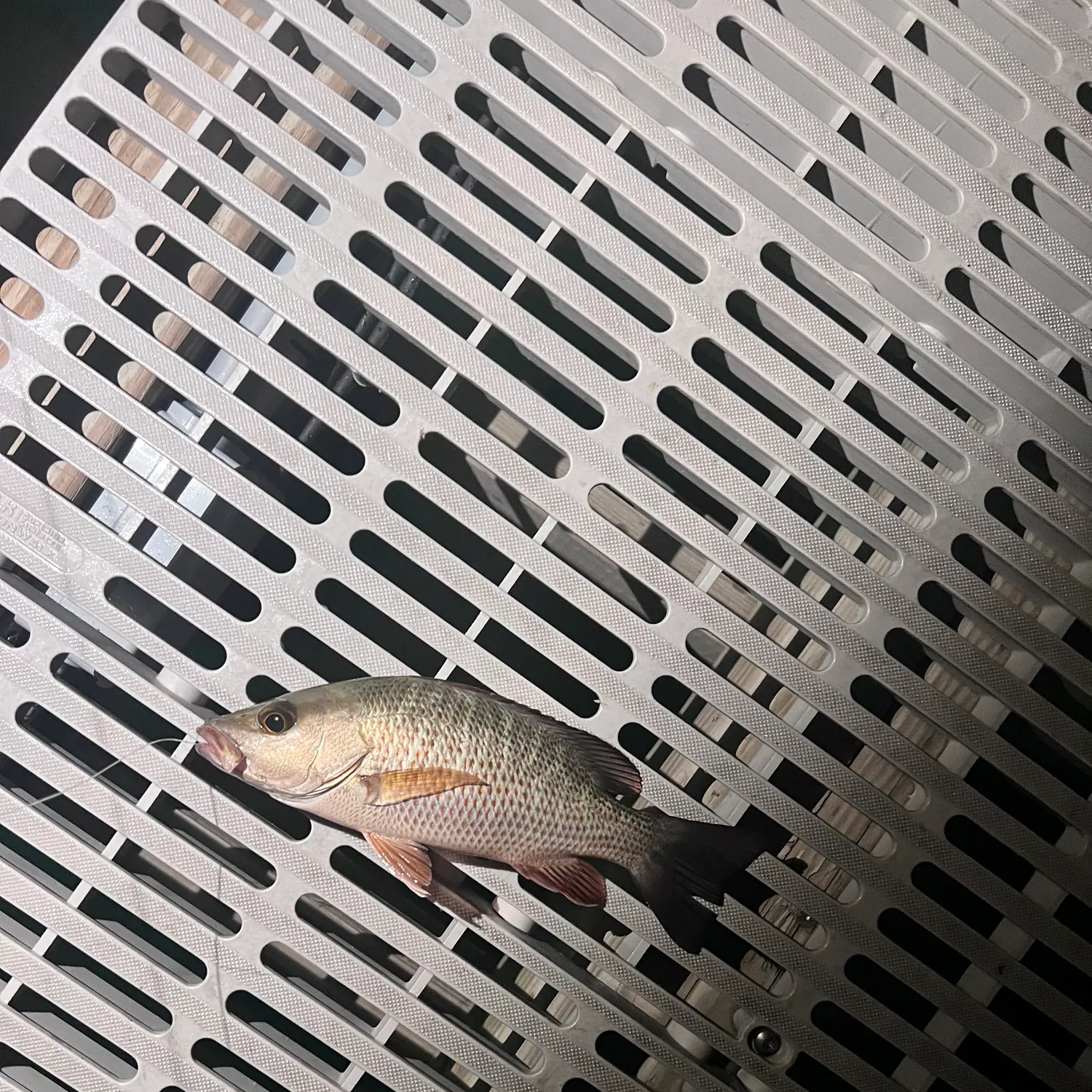 The most recent Mangrove snapper catches on Fishbrain