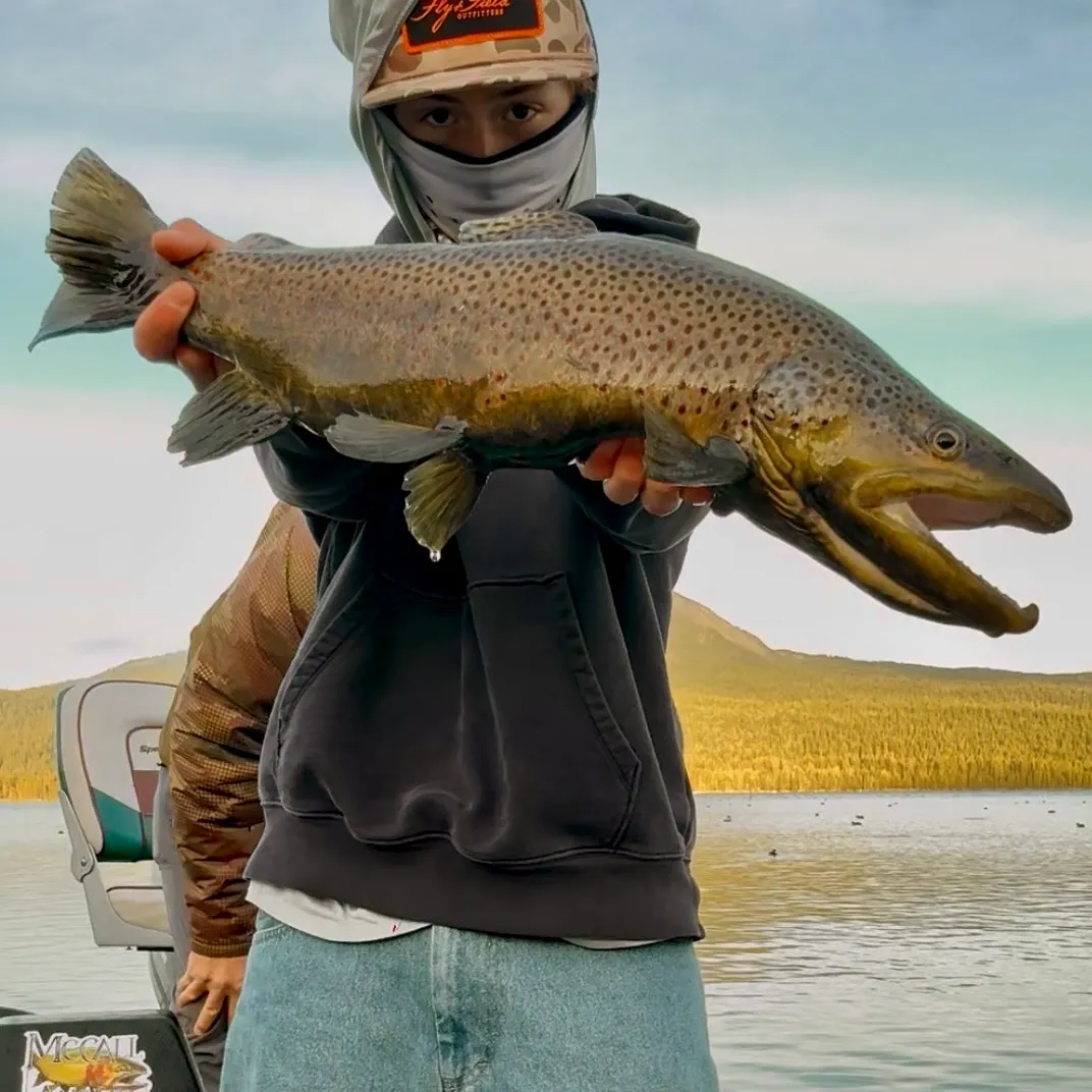 Brown trout caught on Fishbrain