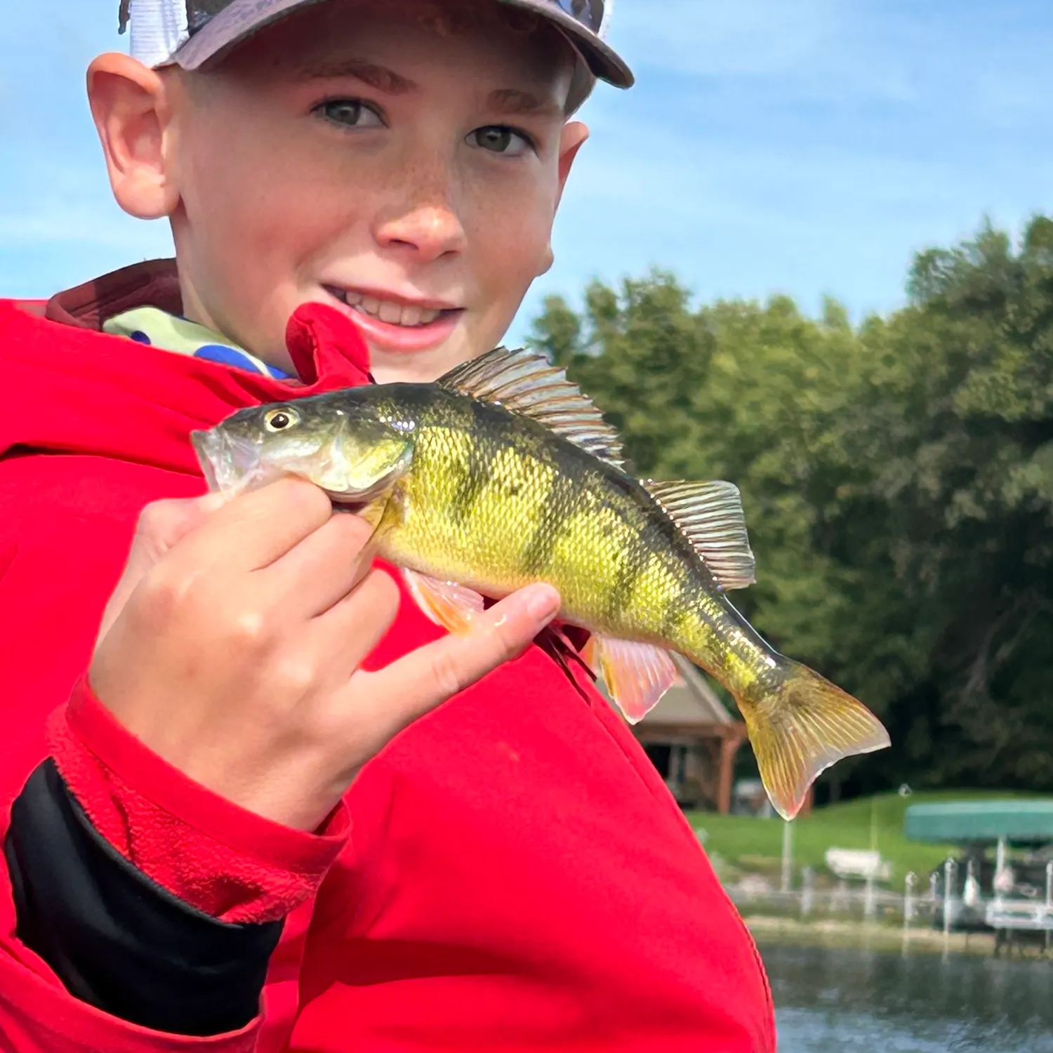 Yellow perch caught on Fishbrain