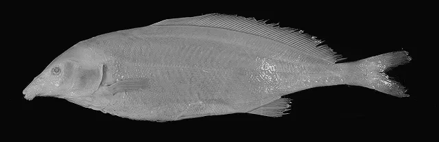 Eastern bottlenose mormyrid