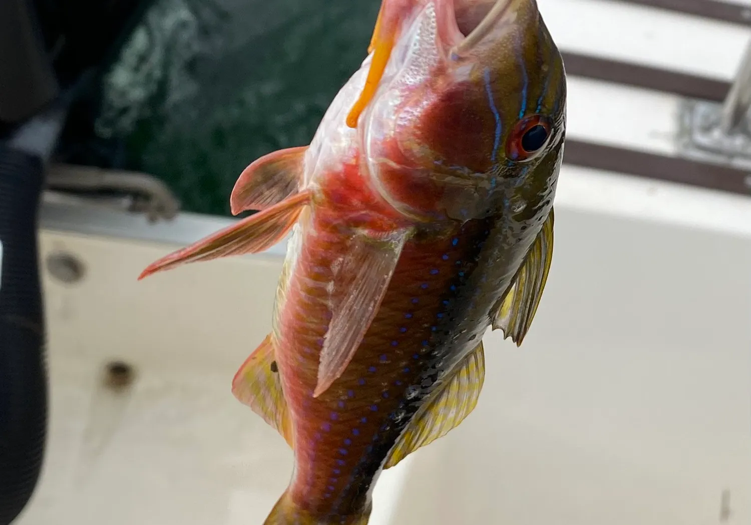 Red mullet