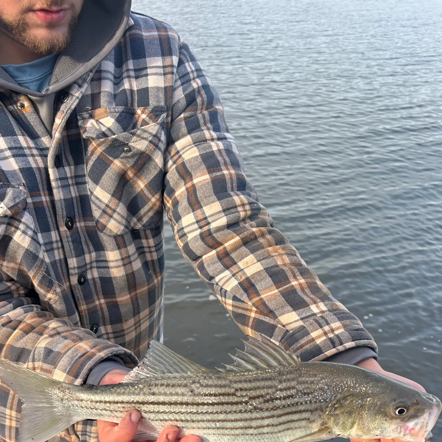 Striped bass caught on Fishbrain