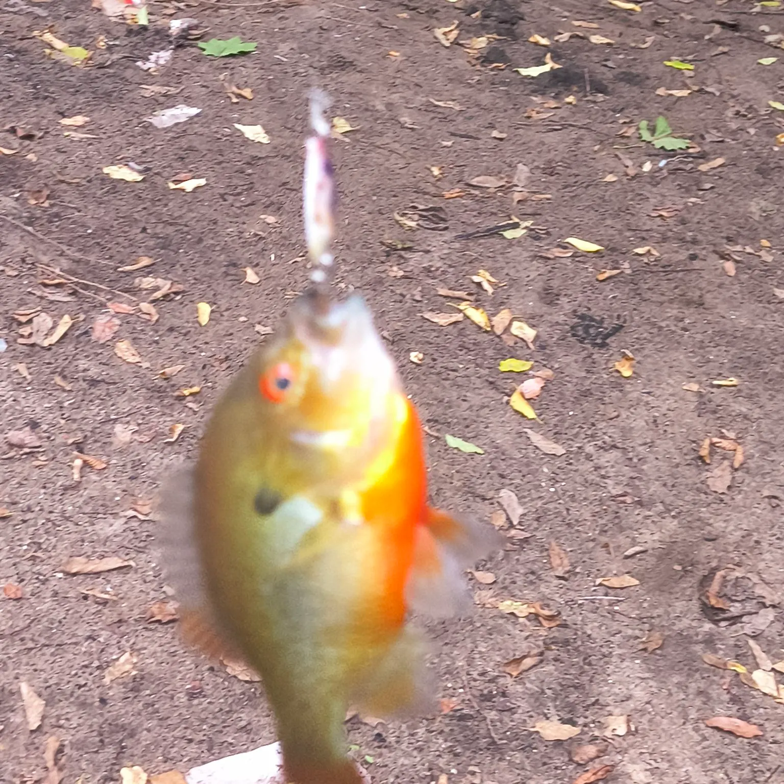 Redbreast sunfish caught on Fishbrain