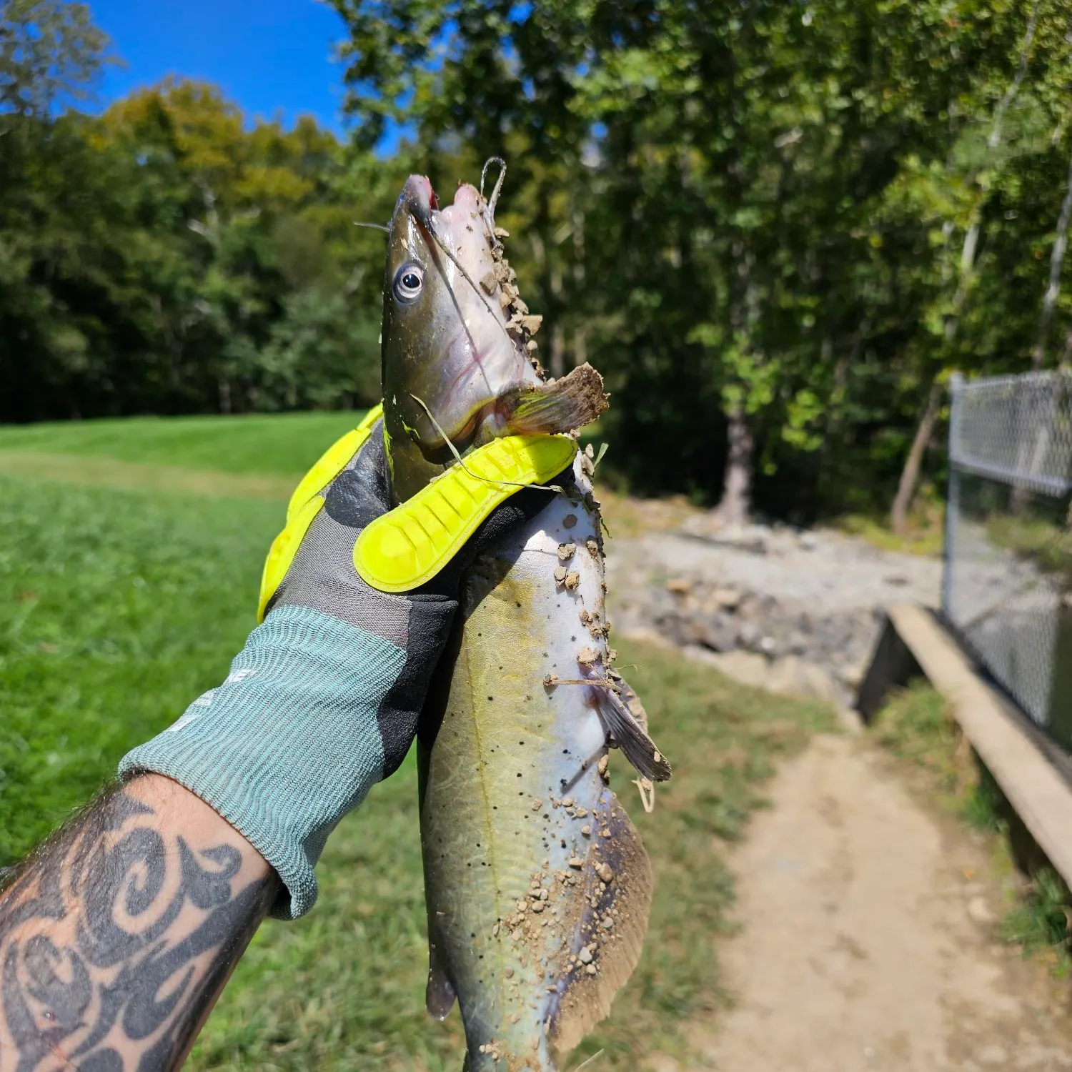 Channel catfish caught on Fishbrain