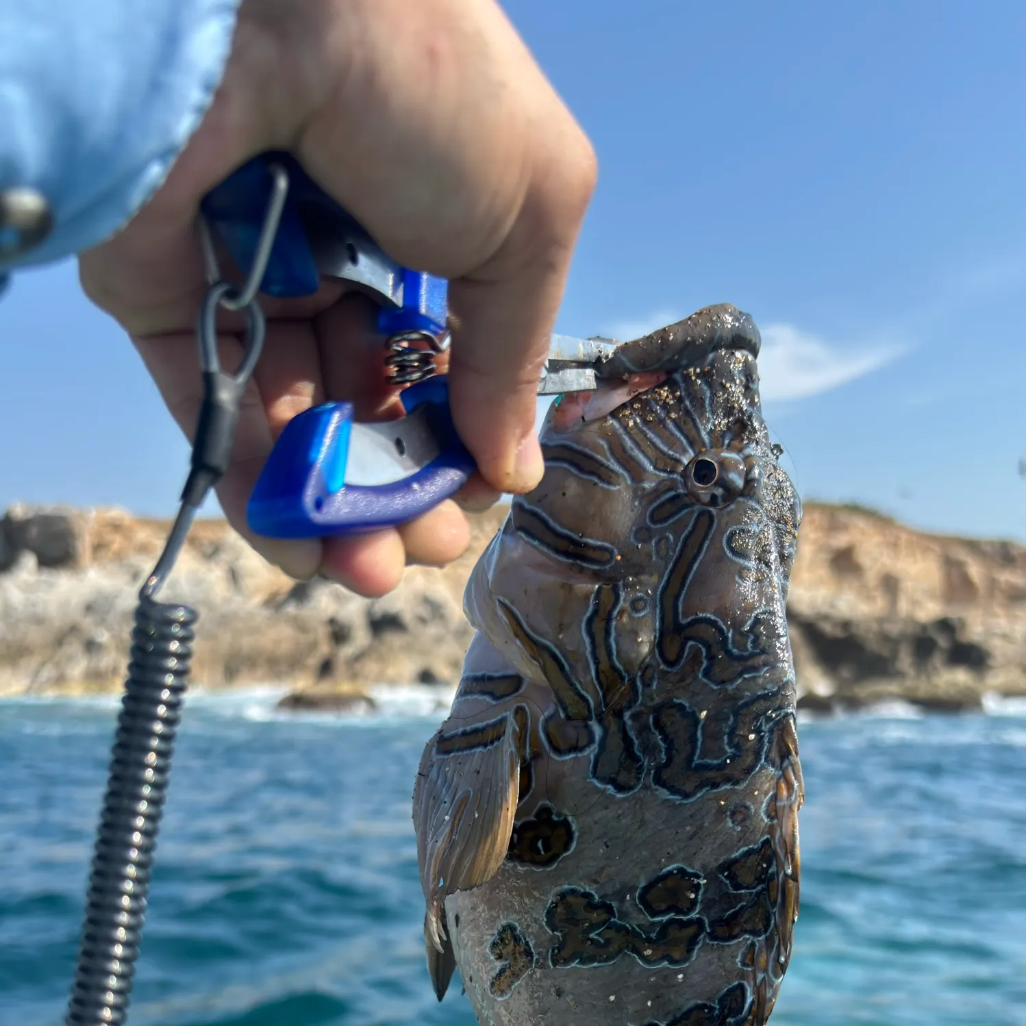 The most recent Coral hind catches on Fishbrain