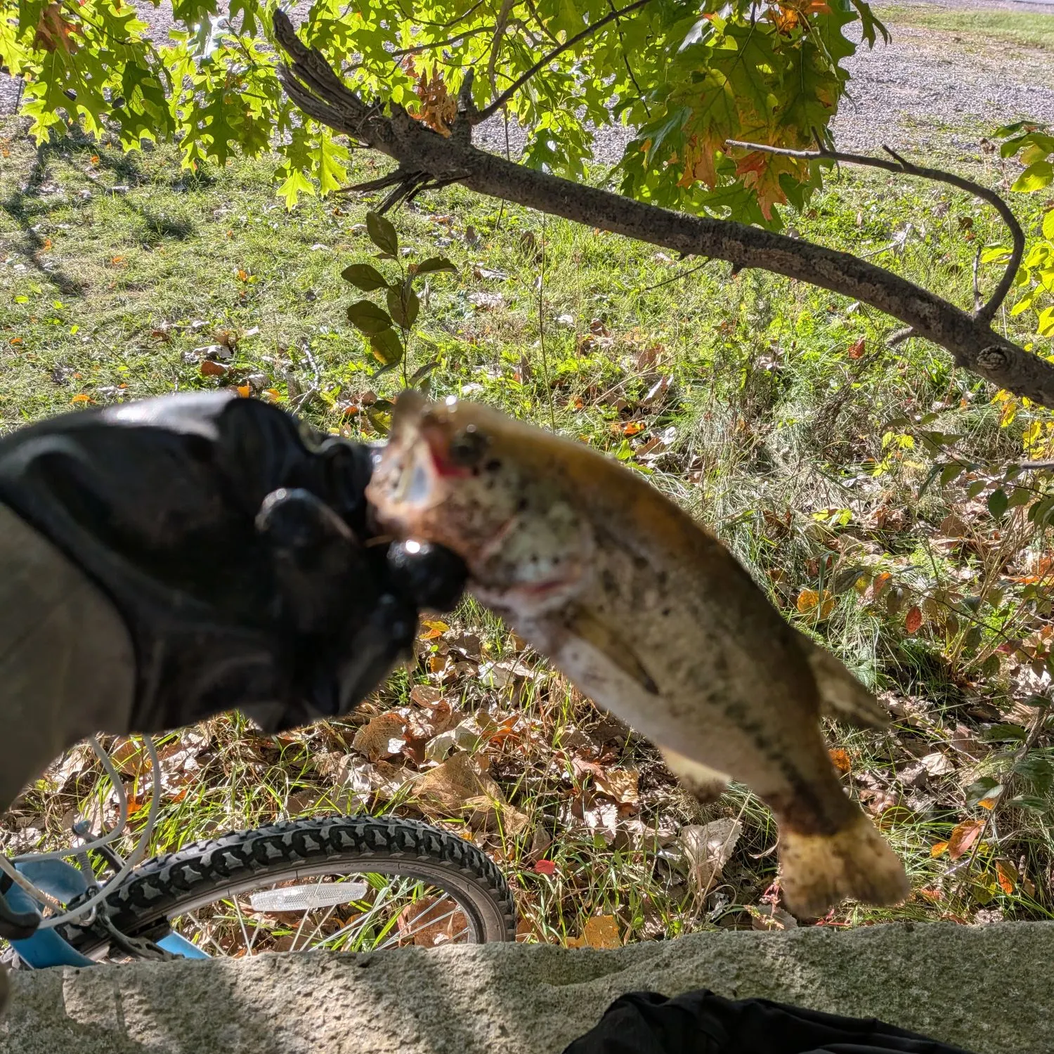 Fish caught on Fishbrain