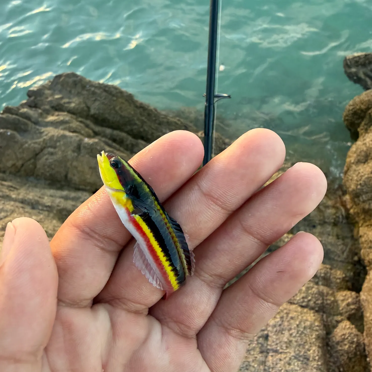 The most recent Cortez rainbow wrasse catches on Fishbrain