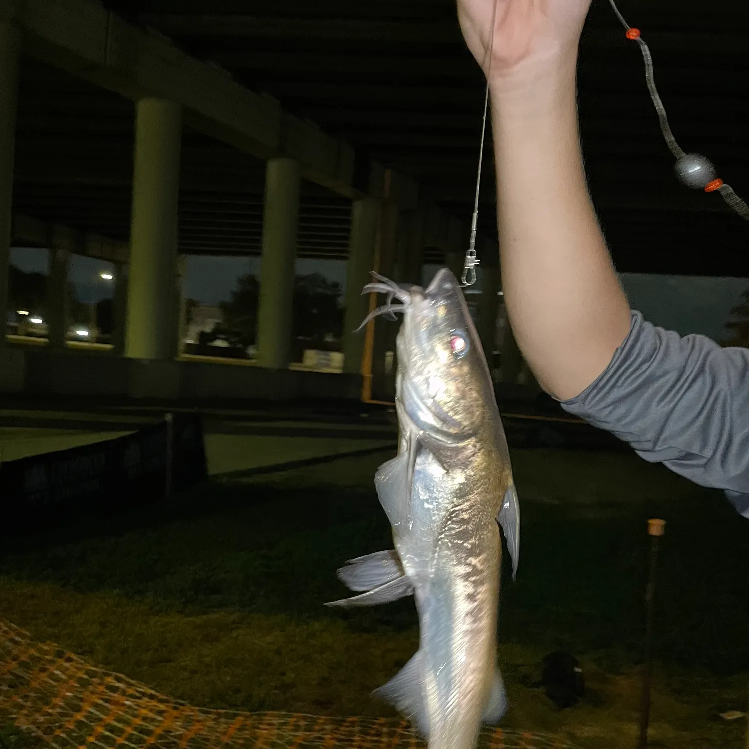 Hardhead sea catfish caught on Fishbrain