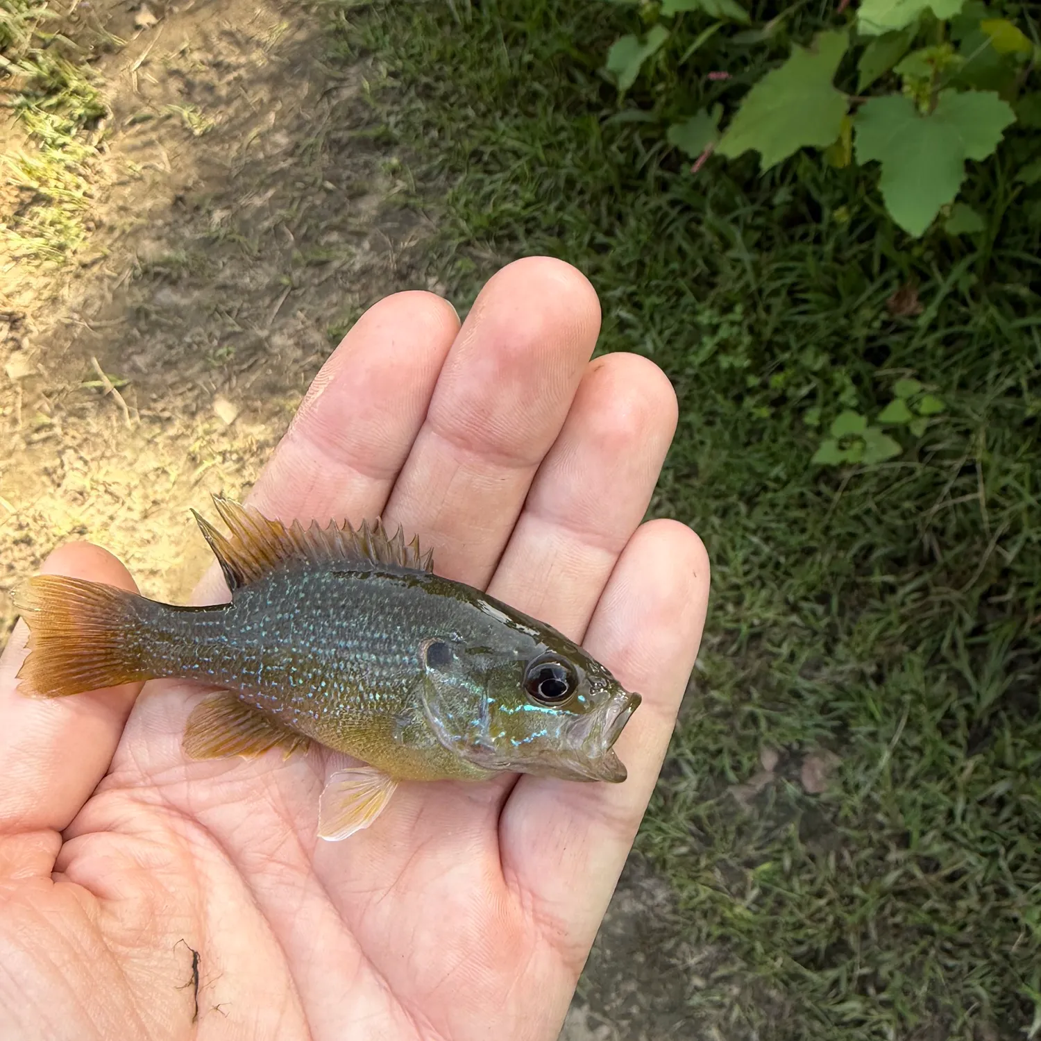 Green sunfish caught on Fishbrain