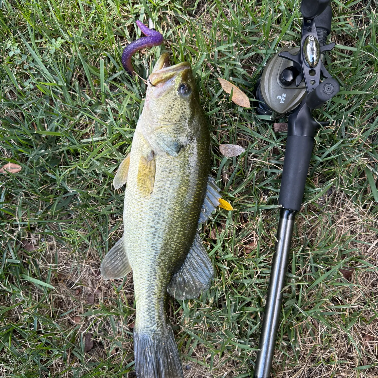 Largemouth bass caught on Fishbrain