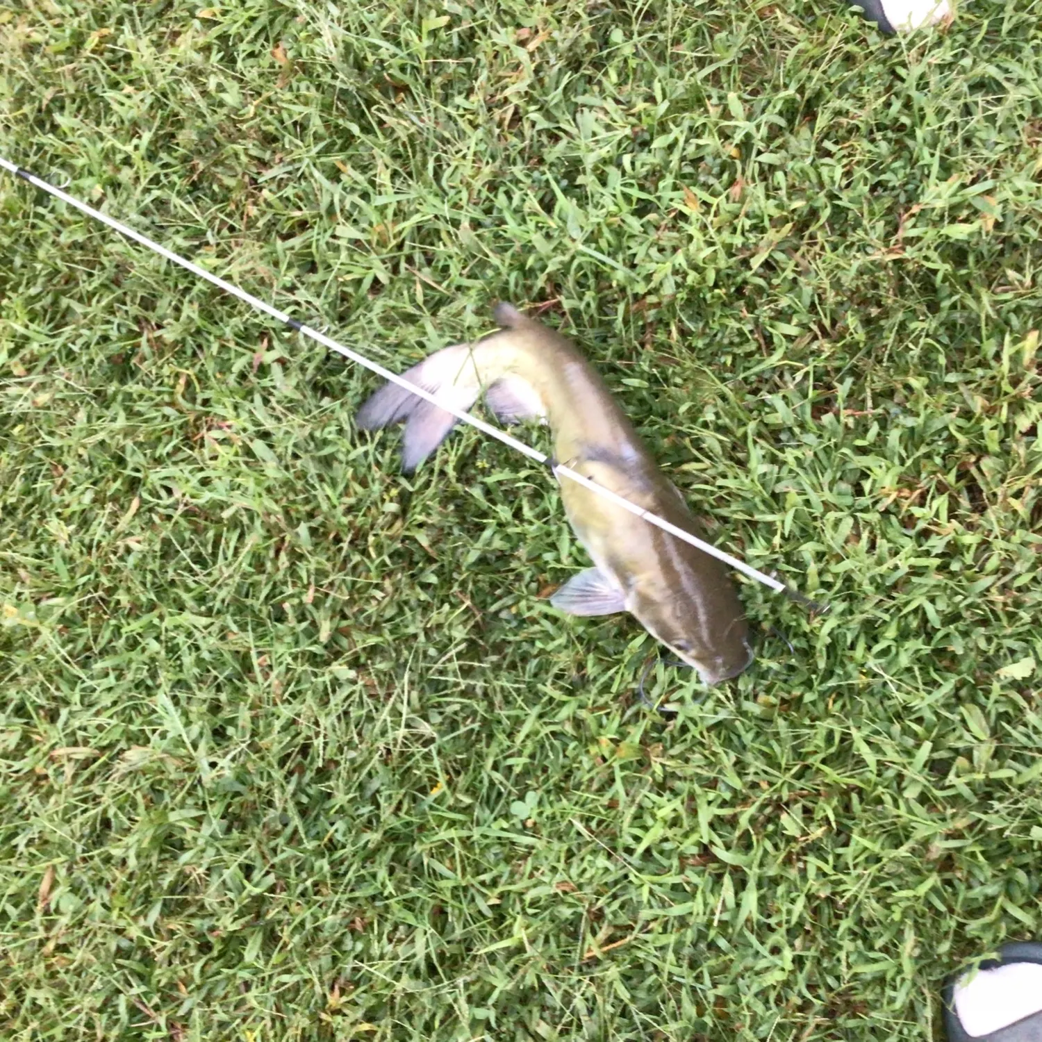 Channel catfish caught on Fishbrain