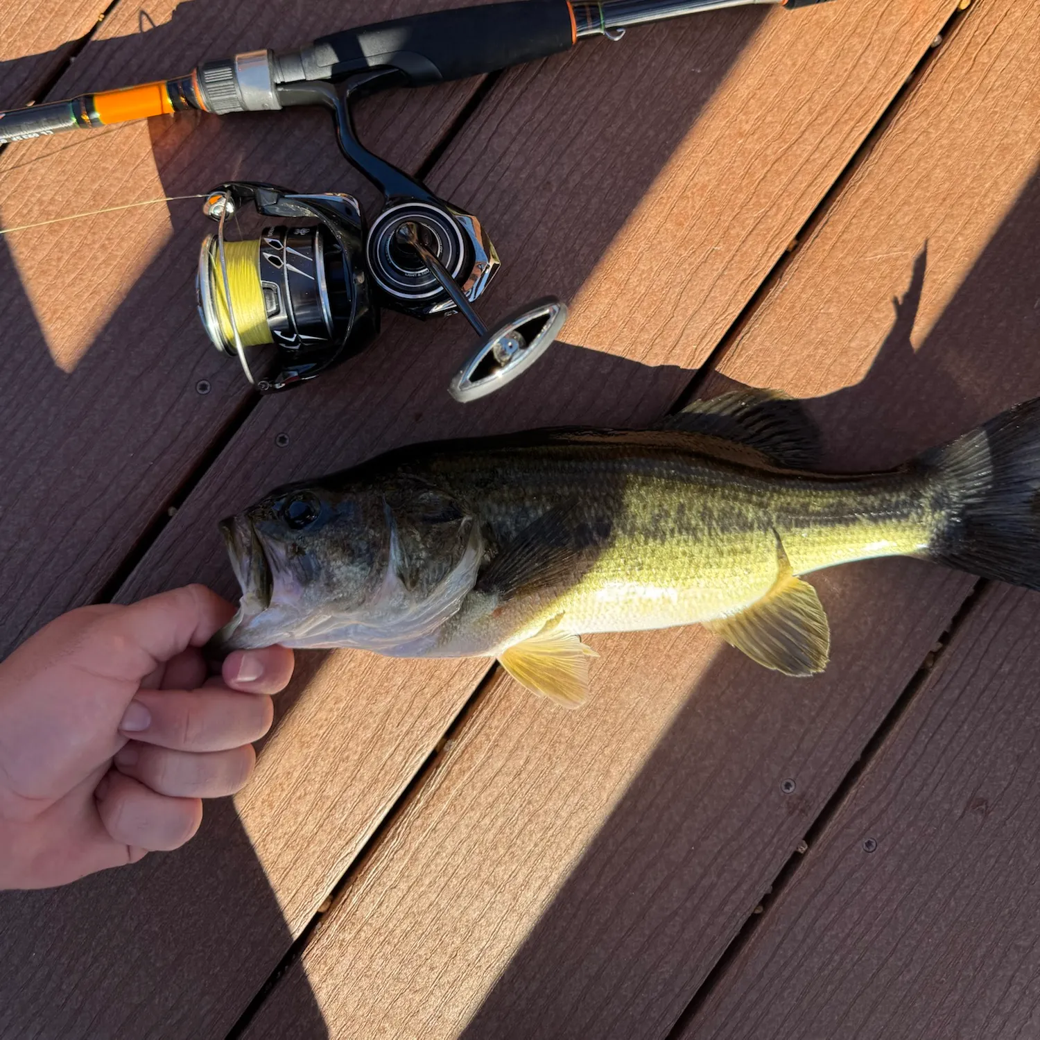 Largemouth bass caught on Fishbrain