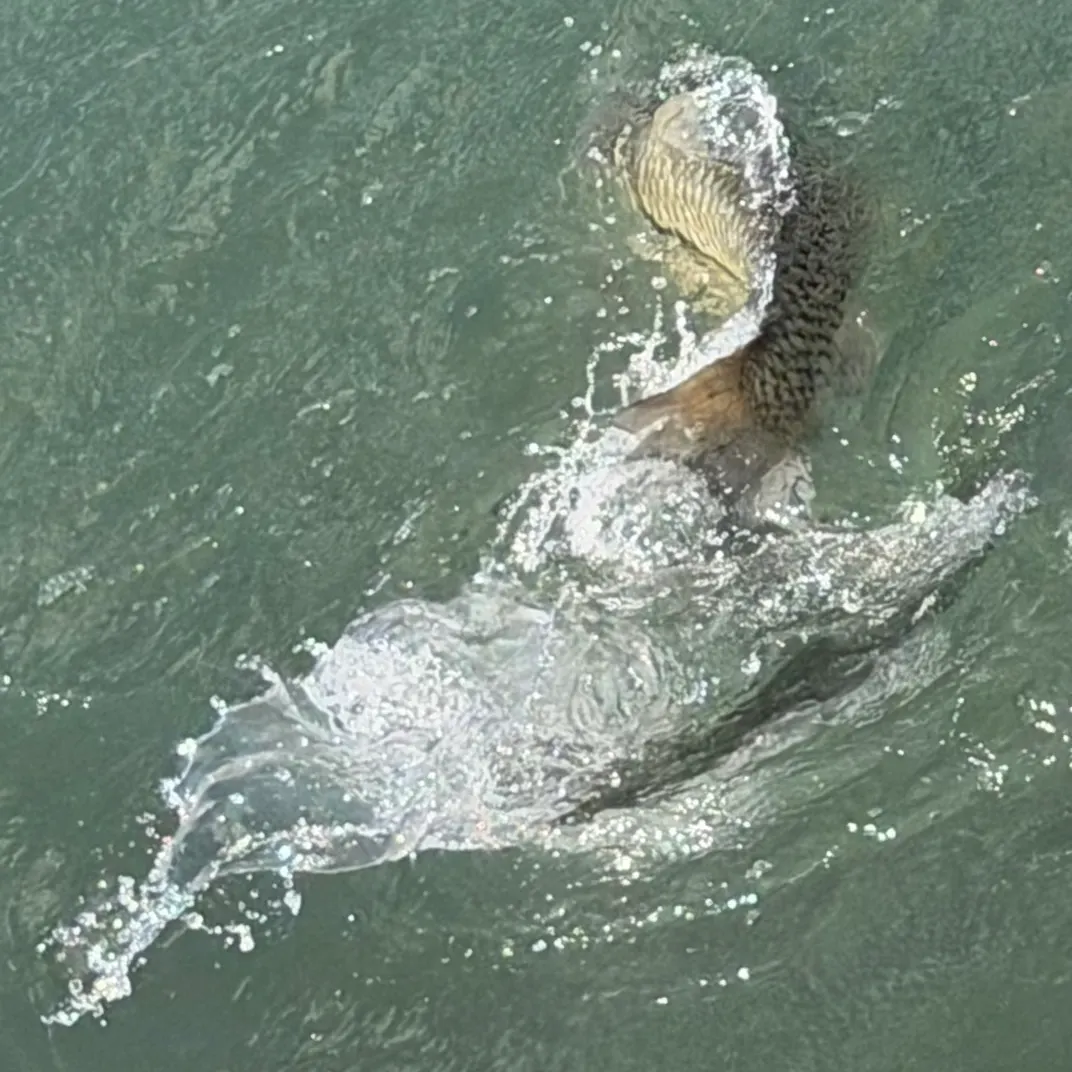 Grass carp caught on Fishbrain