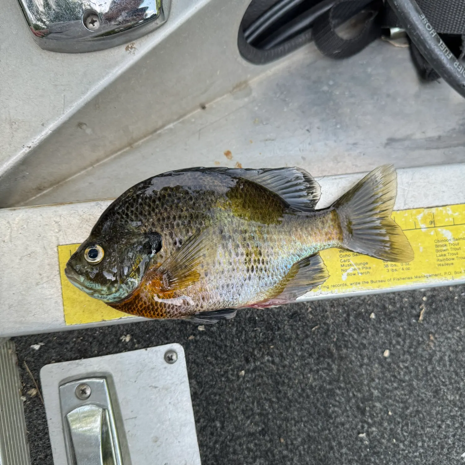 recently logged catches