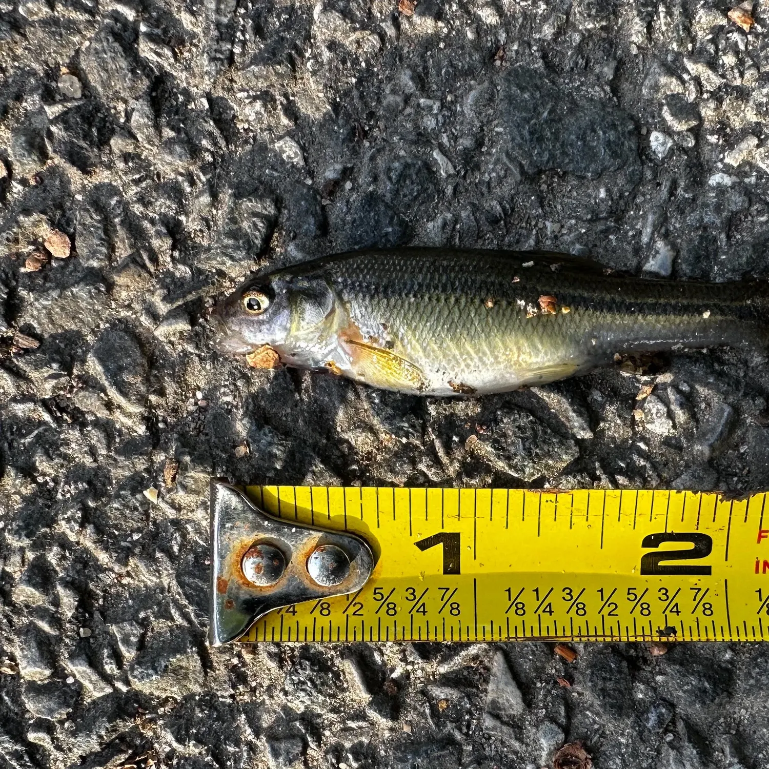 The most recent Fathead minnow catches on Fishbrain