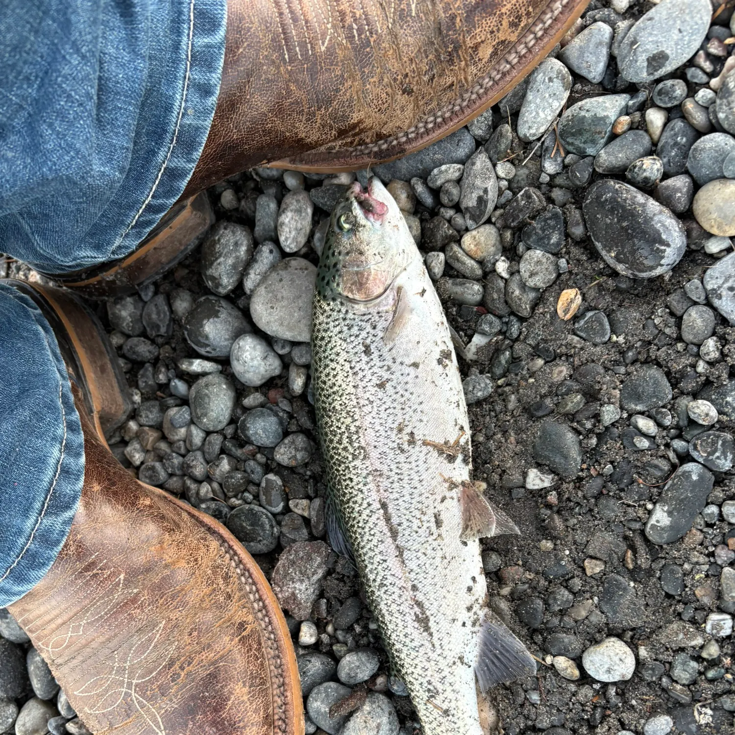 Rainbow trout caught on Fishbrain