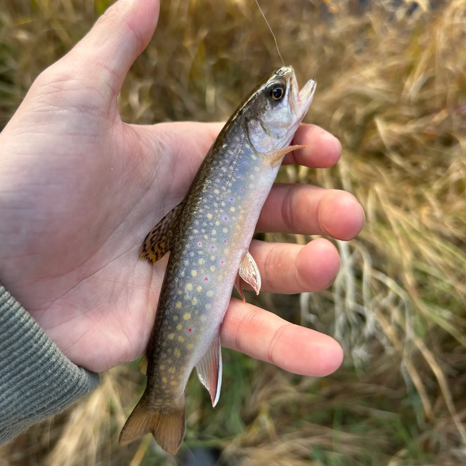 Brook trout caught on Fishbrain