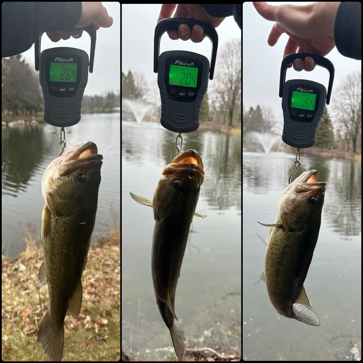 recently logged catches