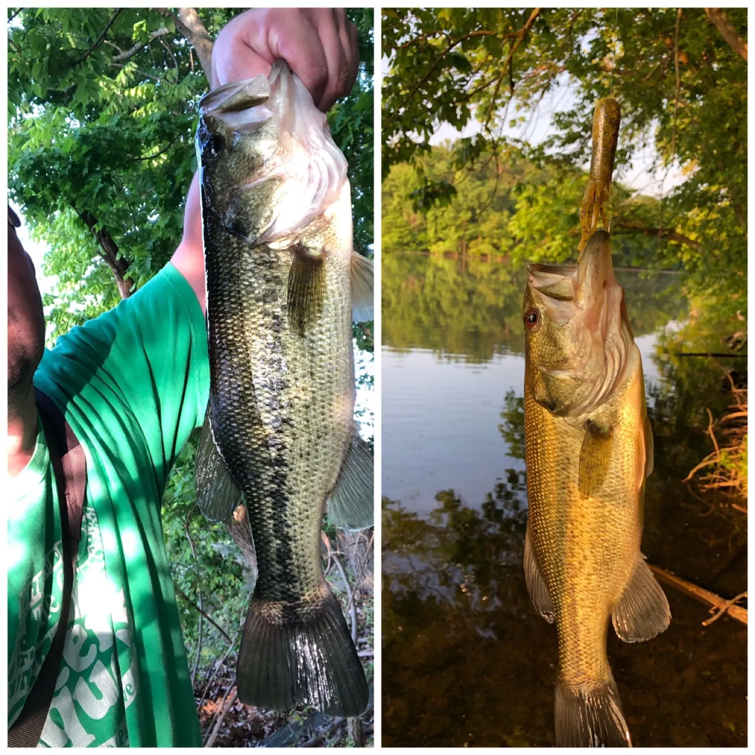 recently logged catches