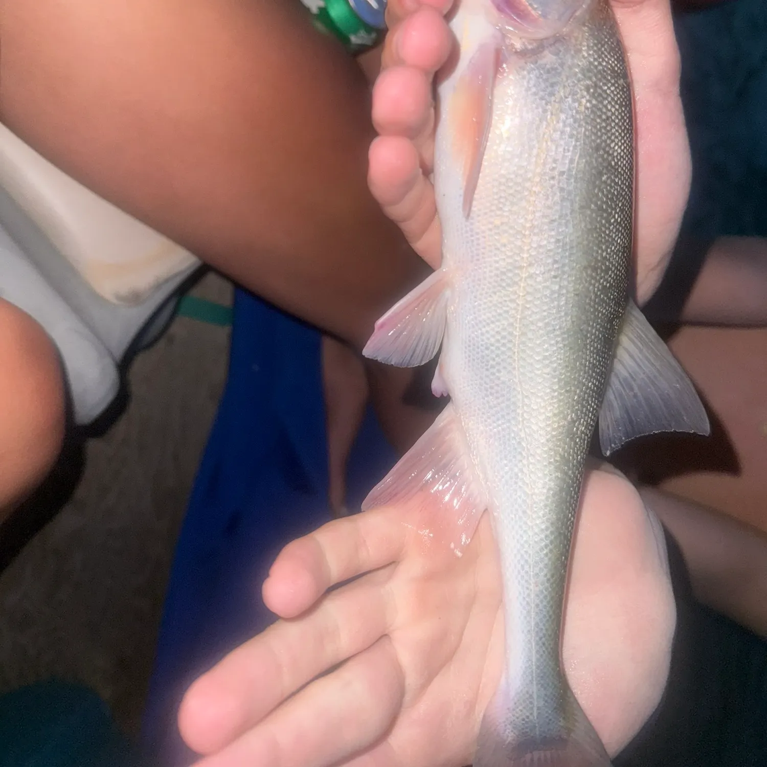 The most recent Bonytail chub catches on Fishbrain