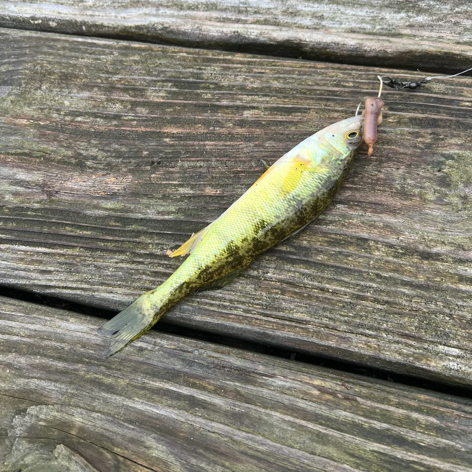 Yellow perch caught on Fishbrain