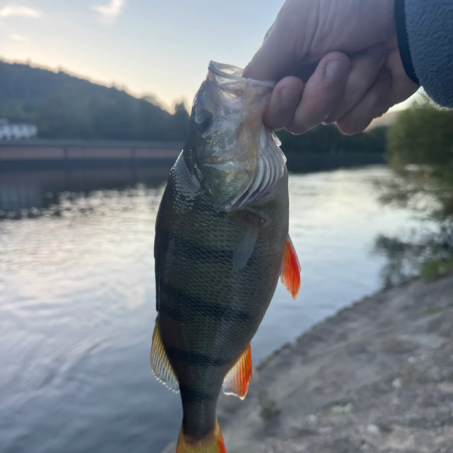 European perch caught on Fishbrain