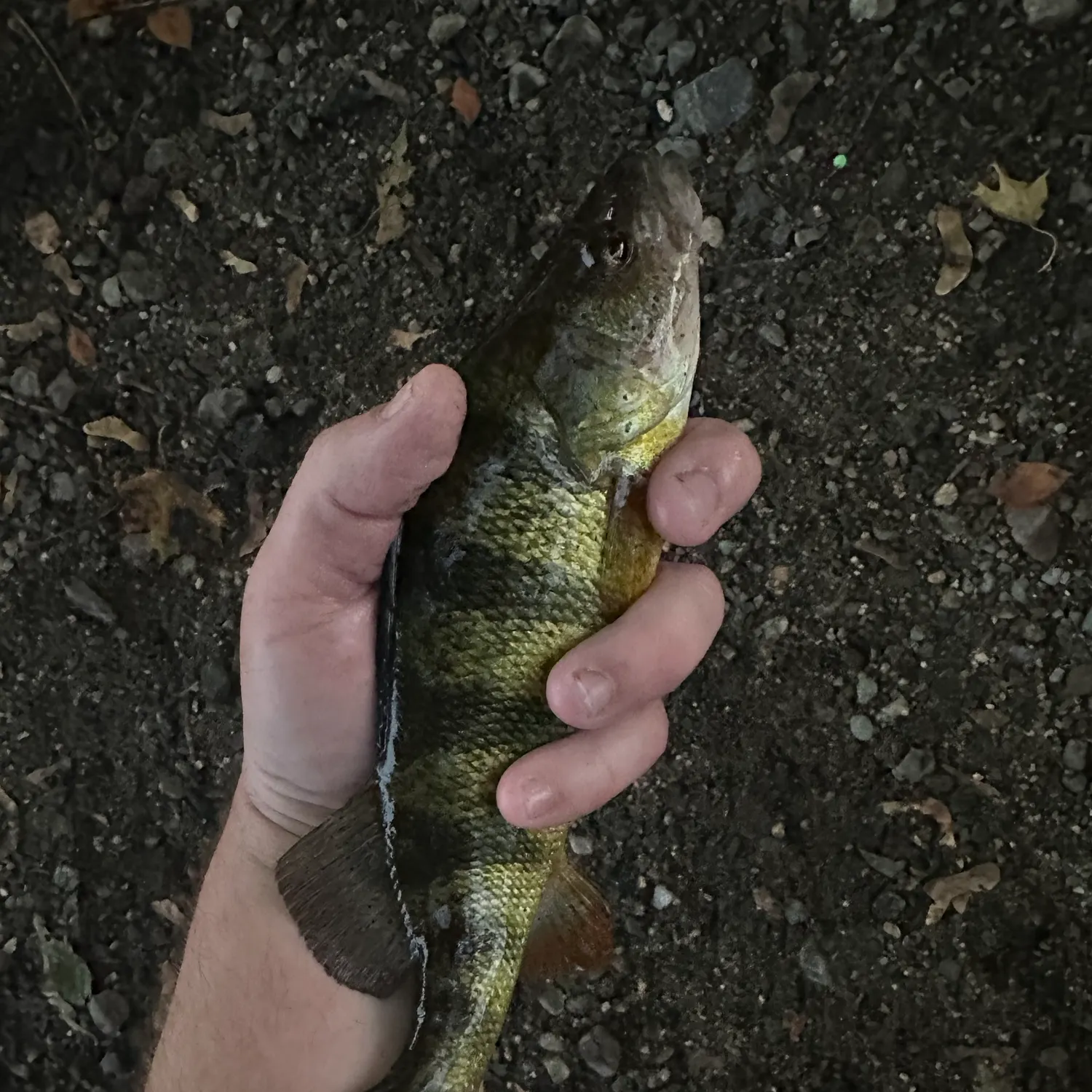 Yellow perch caught on Fishbrain