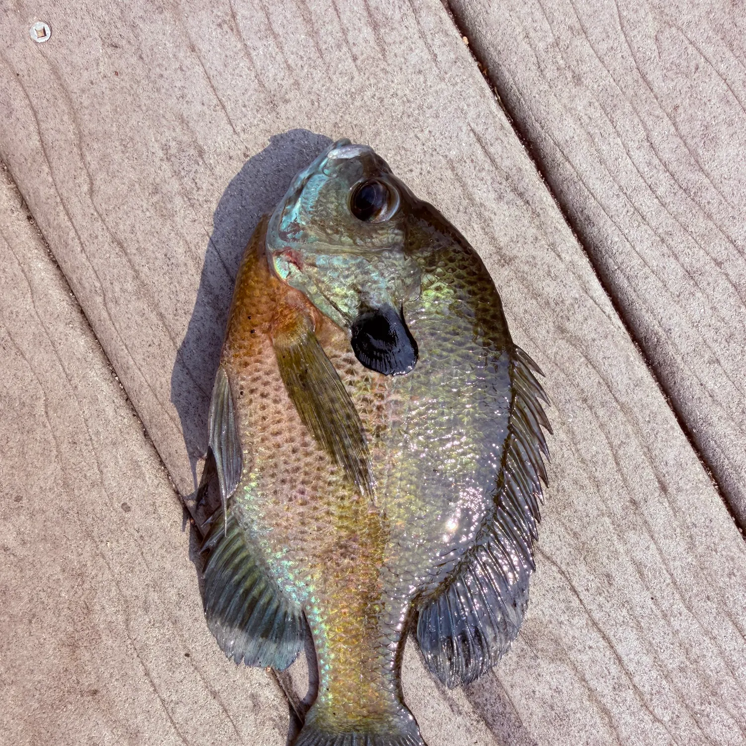 Bluegill caught on Fishbrain