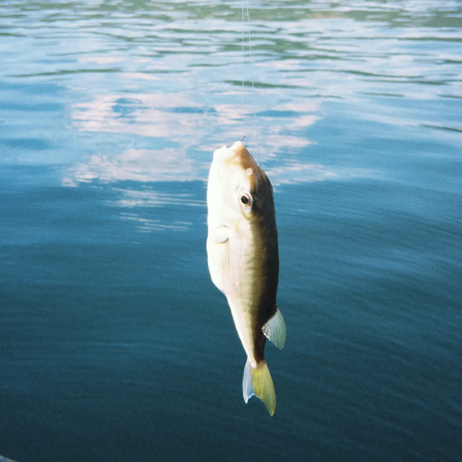 The most recent Smooth puffer catches on Fishbrain