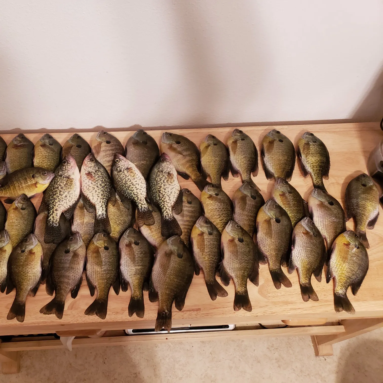 recently logged catches