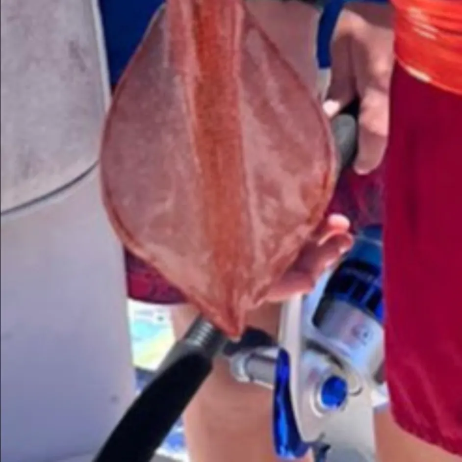 The most recent Longfin inshore squid catches on Fishbrain