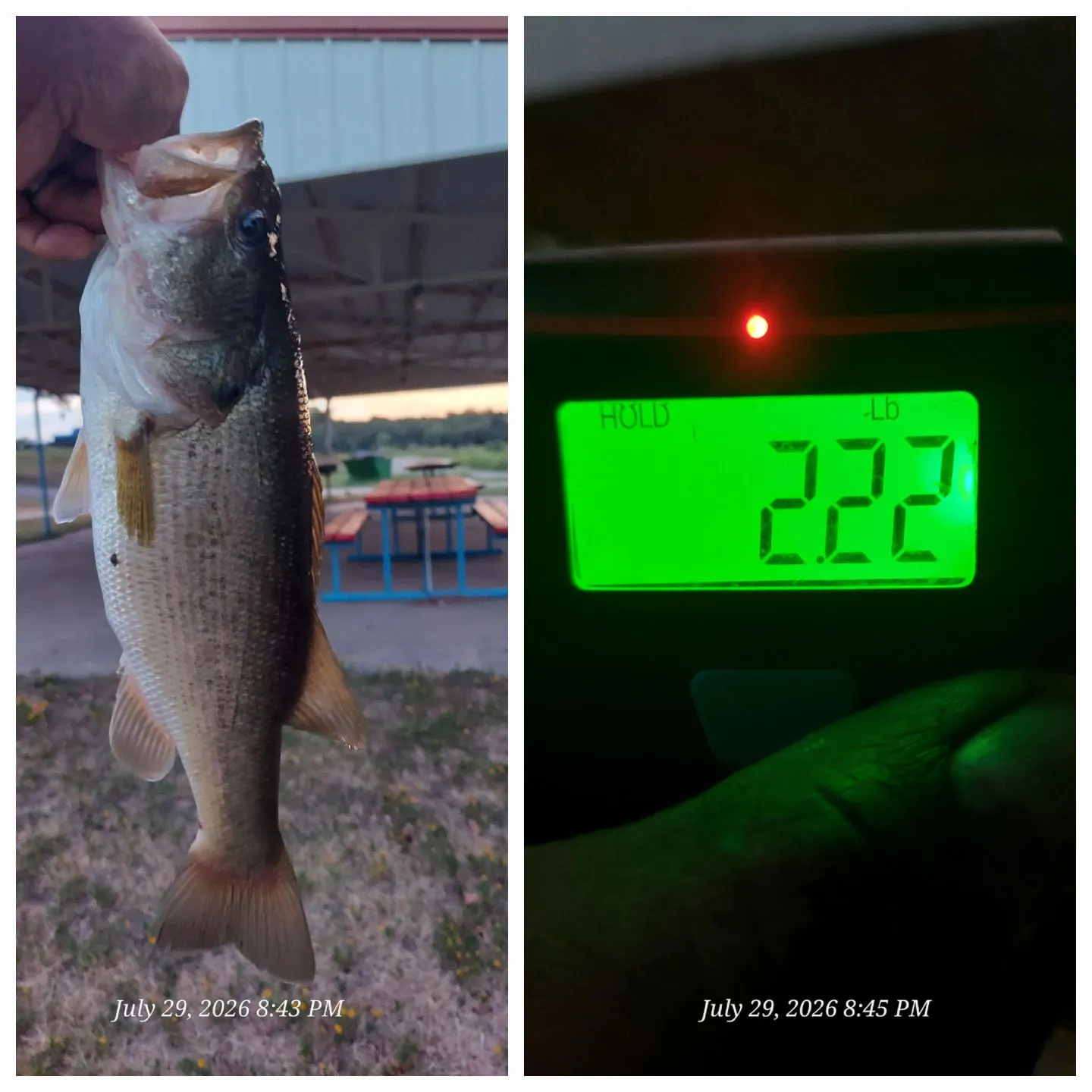 recently logged catches