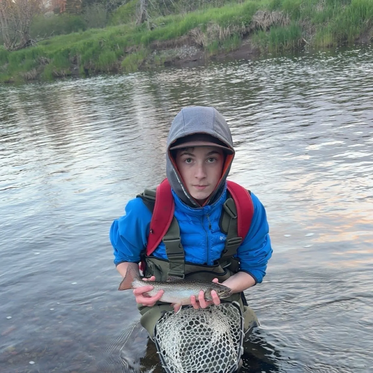 Brook trout caught on Fishbrain